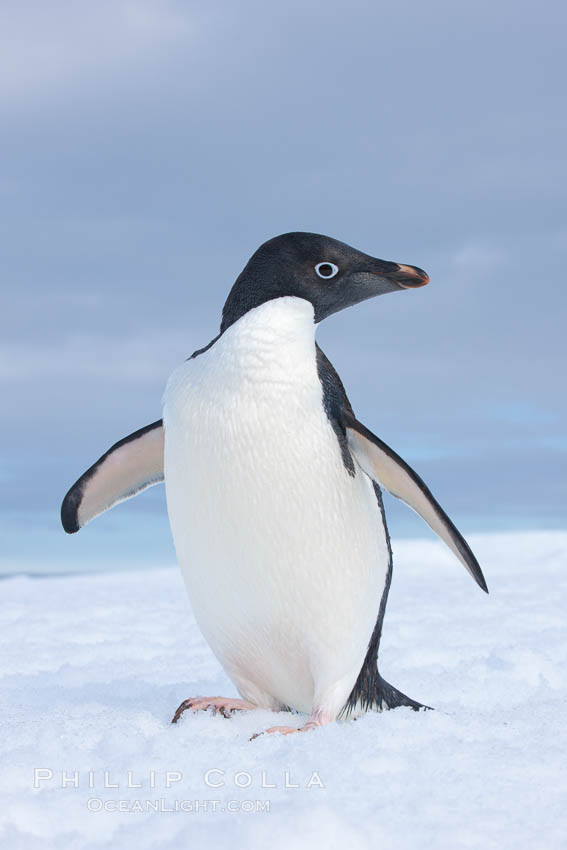 A curious Adelie penguin, standing at the edge of an iceberg, looks over the photographer. Paulet Island, Antarctic Peninsula, Antarctica, Pygoscelis adeliae, natural history stock photograph, photo id 25052