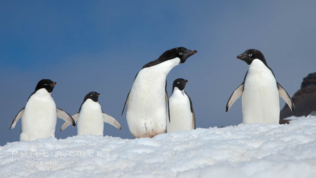 A group of Adelie penguins, on packed snow. Paulet Island, Antarctic Peninsula, Antarctica, Pygoscelis adeliae, natural history stock photograph, photo id 25023