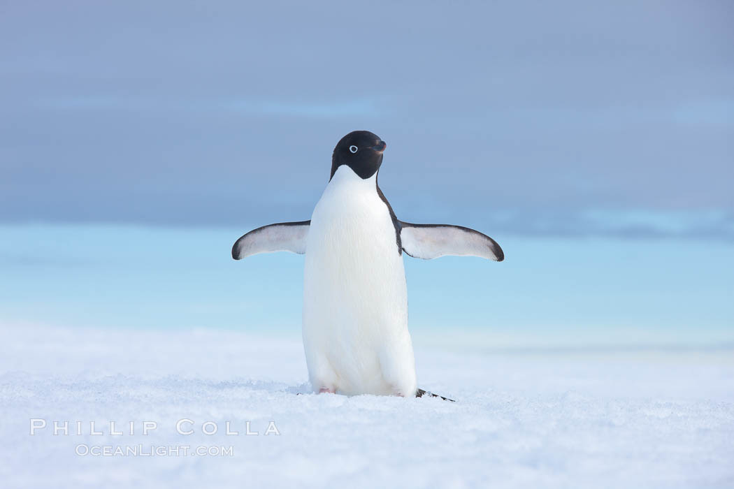 A curious Adelie penguin, standing at the edge of an iceberg, looks over the photographer. Paulet Island, Antarctic Peninsula, Antarctica, Pygoscelis adeliae, natural history stock photograph, photo id 25055