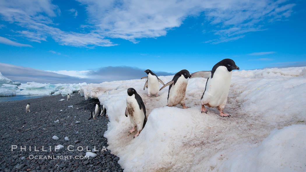 Adelie penguins navigate a well-worn path in the snow above a cobblestone beach. Paulet Island, Antarctic Peninsula, Antarctica, Pygoscelis adeliae, natural history stock photograph, photo id 25059