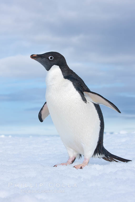 A curious Adelie penguin, standing at the edge of an iceberg, looks over the photographer. Paulet Island, Antarctic Peninsula, Antarctica, Pygoscelis adeliae, natural history stock photograph, photo id 25053