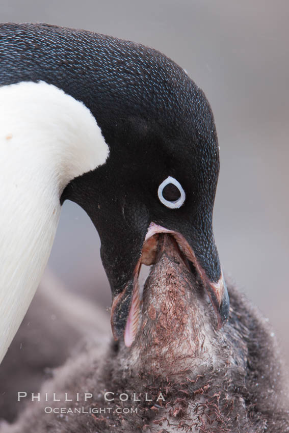 Adelie penguin, adult feeding chick by regurgitating partially digested food into the chick's mouth.  The pink food bolus, probably consisting of krill and marine invertebrates, can be seen being between the adult and chick's beaks. Shingle Cove, Coronation Island, South Orkney Islands, Southern Ocean, Pygoscelis adeliae, natural history stock photograph, photo id 25008