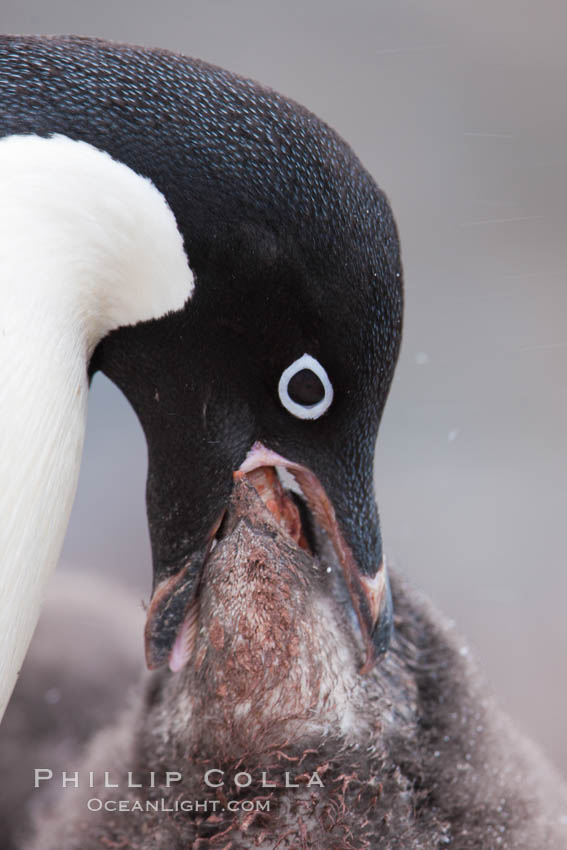 Adelie penguin, adult feeding chick by regurgitating partially digested food into the chick's mouth.  The pink food bolus, probably consisting of krill and marine invertebrates, can be seen being between the adult and chick's beaks. Shingle Cove, Coronation Island, South Orkney Islands, Southern Ocean, Pygoscelis adeliae, natural history stock photograph, photo id 25169