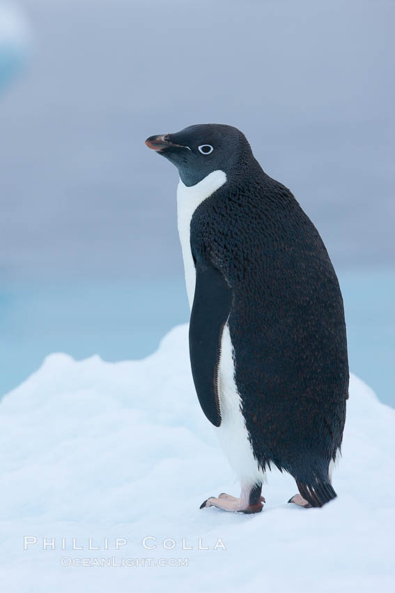 Adelie penguin on an iceberg. Brown Bluff, Antarctic Peninsula, Antarctica, Pygoscelis adeliae, natural history stock photograph, photo id 25034