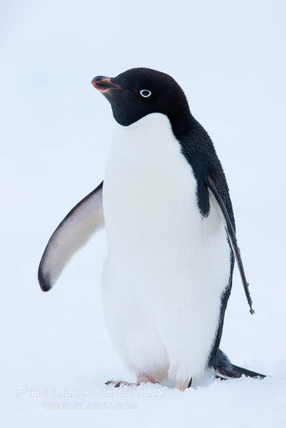 Adelie penguin on an iceberg. Brown Bluff, Antarctic Peninsula, Antarctica, Pygoscelis adeliae, natural history stock photograph, photo id 25038