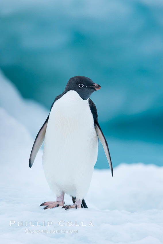 Adelie penguin on an iceberg. Brown Bluff, Antarctic Peninsula, Antarctica, Pygoscelis adeliae, natural history stock photograph, photo id 25090