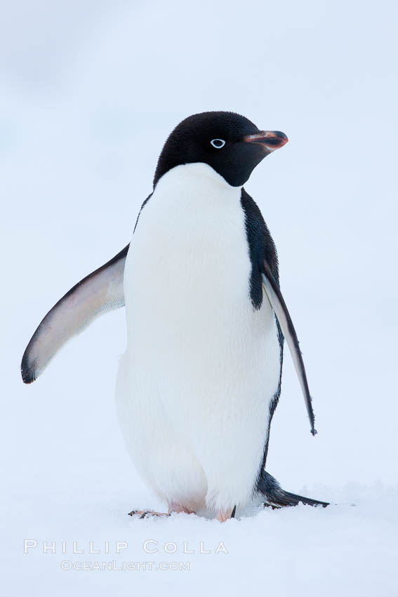 Adelie penguin on an iceberg. Brown Bluff, Antarctic Peninsula, Antarctica, Pygoscelis adeliae, natural history stock photograph, photo id 25039