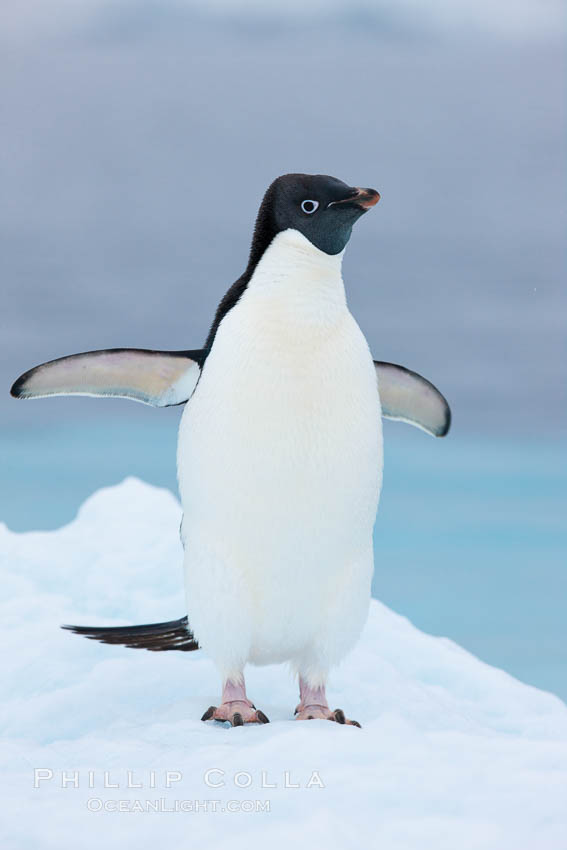 Adelie penguin on an iceberg. Brown Bluff, Antarctic Peninsula, Antarctica, Pygoscelis adeliae, natural history stock photograph, photo id 25091