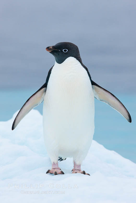 Adelie penguin on an iceberg. Brown Bluff, Antarctic Peninsula, Antarctica, Pygoscelis adeliae, natural history stock photograph, photo id 25033