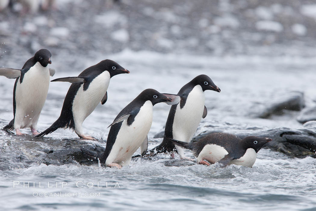 Adelie penguins rush into the water en masse, from the cobblestone beach at Shingle Cove on Coronation Island. South Orkney Islands, Southern Ocean, Pygoscelis adeliae, natural history stock photograph, photo id 25182