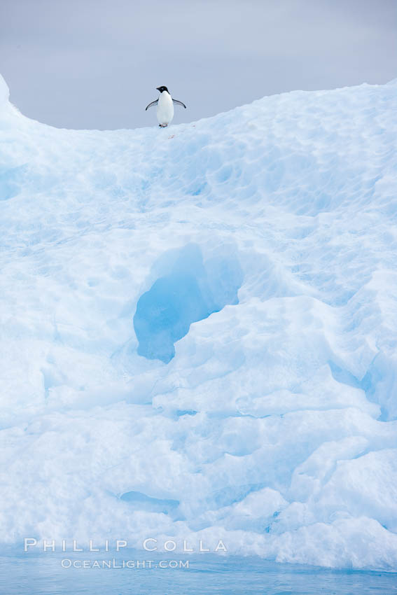 A tiny Adelie penguins stands atop an iceberg. Paulet Island, Antarctic Peninsula, Antarctica, Pygoscelis adeliae, natural history stock photograph, photo id 25130