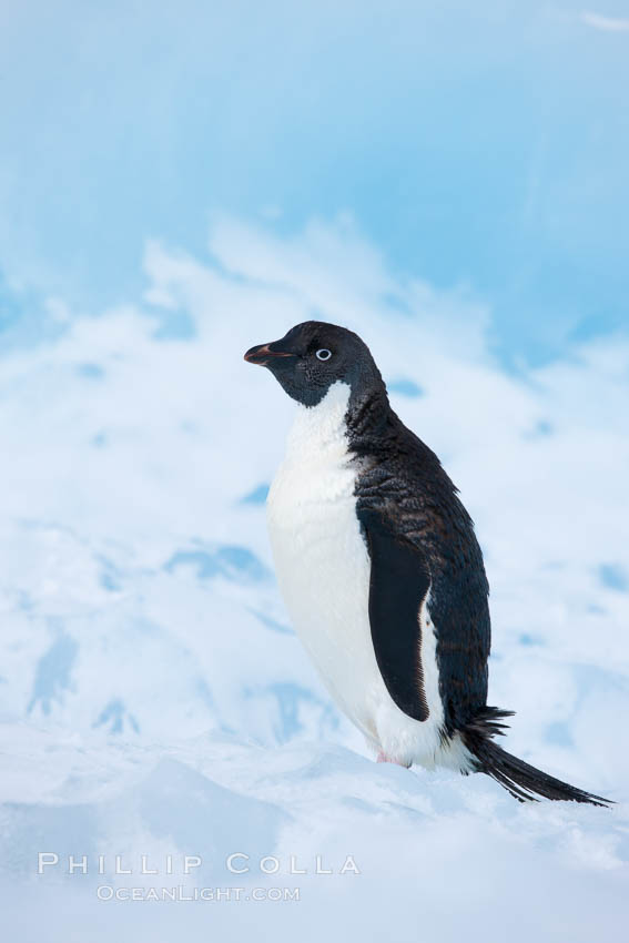 Adelie penguin, standing on a white iceberg. Paulet Island, Antarctic Peninsula, Antarctica, Pygoscelis adeliae, natural history stock photograph, photo id 25134