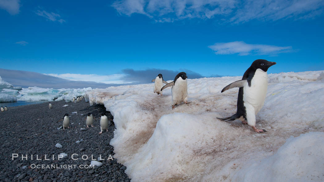 Adelie penguins navigate a well-worn path in the snow above a cobblestone beach. Paulet Island, Antarctic Peninsula, Antarctica, Pygoscelis adeliae, natural history stock photograph, photo id 25142