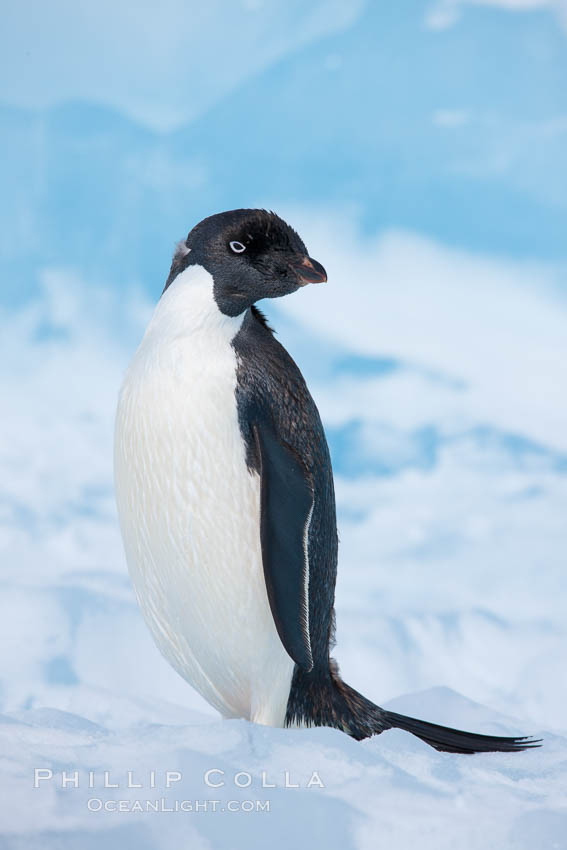 Adelie penguin, standing on a white iceberg. Paulet Island, Antarctic Peninsula, Antarctica, Pygoscelis adeliae, natural history stock photograph, photo id 25128