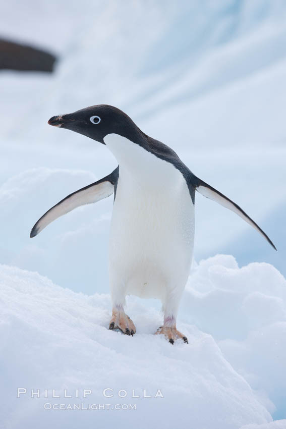 Adelie penguin. Paulet Island, Antarctic Peninsula, Antarctica, Pygoscelis adeliae, natural history stock photograph, photo id 25136