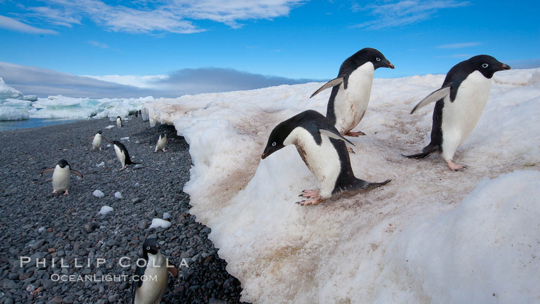 Adelie penguins navigate a steep dropoff, to get from their nests down to a rocky beach, in order to go to sea to forage for food. Paulet Island, Antarctic Peninsula, Antarctica, Pygoscelis adeliae, natural history stock photograph, photo id 25140