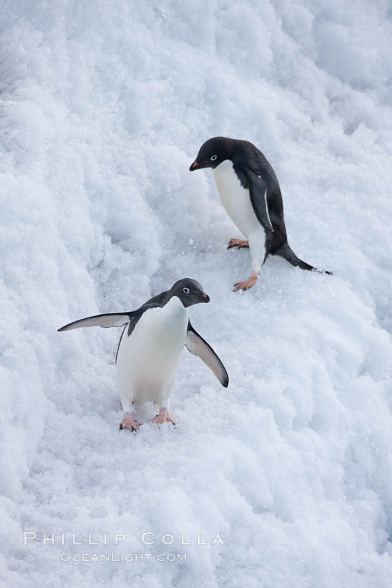 Adelie penguins. Paulet Island, Antarctic Peninsula, Antarctica, Pygoscelis adeliae, natural history stock photograph, photo id 25139