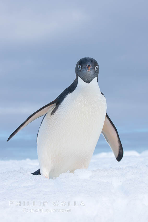 A curious Adelie penguin, standing at the edge of an iceberg, looks over the photographer. Paulet Island, Antarctic Peninsula, Antarctica, Pygoscelis adeliae, natural history stock photograph, photo id 25125