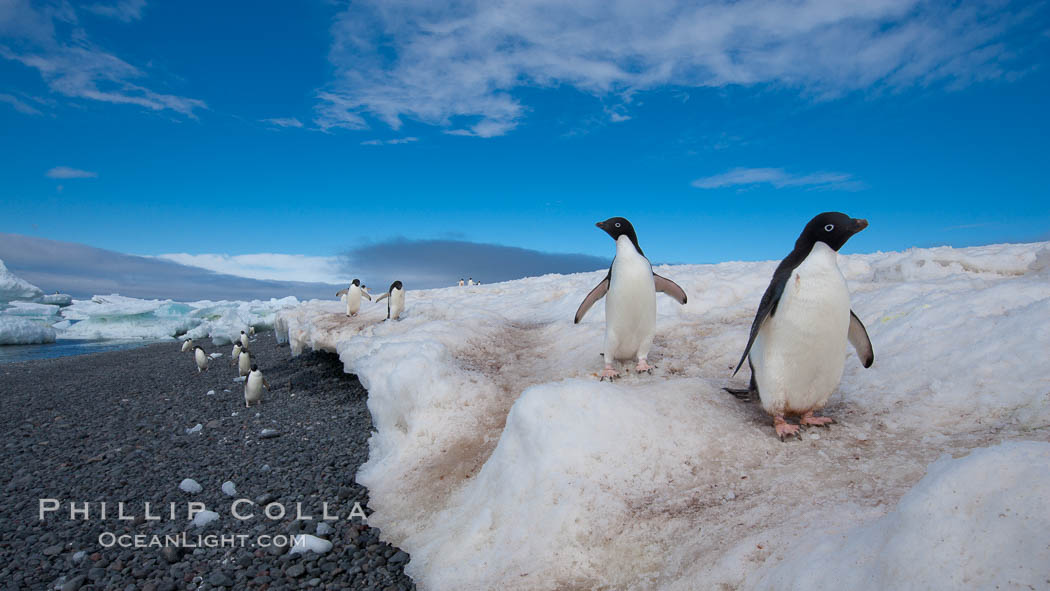 Adelie penguins navigate a well-worn path in the snow above a cobblestone beach. Paulet Island, Antarctic Peninsula, Antarctica, Pygoscelis adeliae, natural history stock photograph, photo id 25141