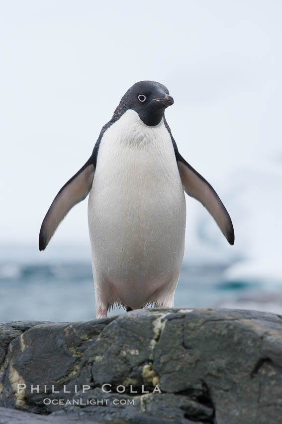 Adelie penguin, on rocky shore, leaving the ocean after foraging for food, Shingle Cove. Coronation Island, South Orkney Islands, Southern Ocean, Pygoscelis adeliae, natural history stock photograph, photo id 25172