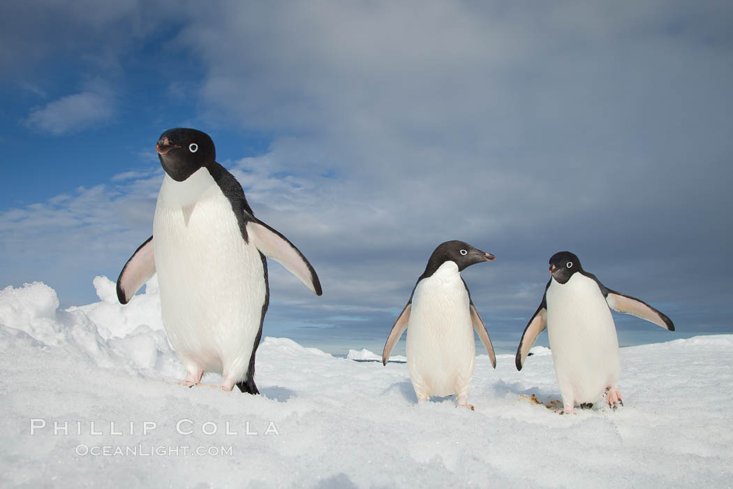 Adelie penguins. Paulet Island, Antarctic Peninsula, Antarctica, Pygoscelis adeliae, natural history stock photograph, photo id 26368