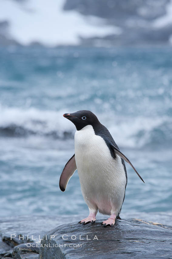 Adelie penguin, on rocky shore, leaving the ocean after foraging for food, Shingle Cove. Coronation Island, South Orkney Islands, Southern Ocean, Pygoscelis adeliae, natural history stock photograph, photo id 25175