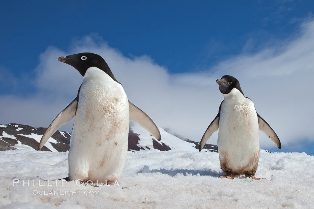 A group of Adelie penguins, on packed snow. Paulet Island, Antarctic Peninsula, Antarctica, Pygoscelis adeliae, natural history stock photograph, photo id 25146
