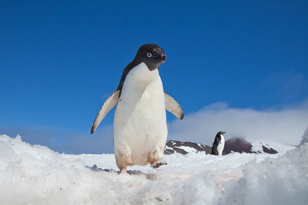 A curious Adelie penguin, standing on snow, inspects the photographer. Paulet Island, Antarctic Peninsula, Antarctica, Pygoscelis adeliae, natural history stock photograph, photo id 25150
