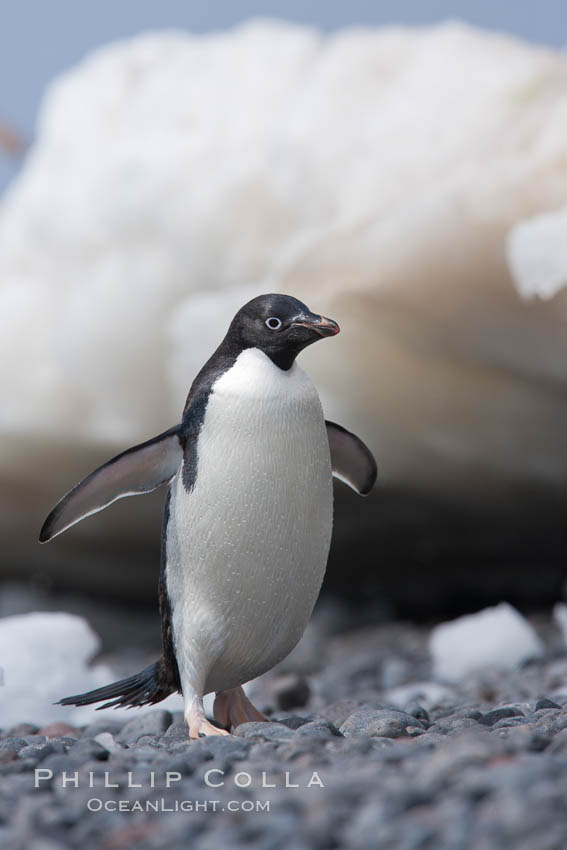 Adelie penguin. Paulet Island, Antarctic Peninsula, Antarctica, Pygoscelis adeliae, natural history stock photograph, photo id 25158