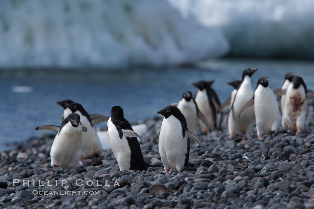 Adelie penguins walk along the edge of the sea, before leaving en masse to forage for food. Paulet Island, Antarctic Peninsula, Antarctica, Pygoscelis adeliae, natural history stock photograph, photo id 25162