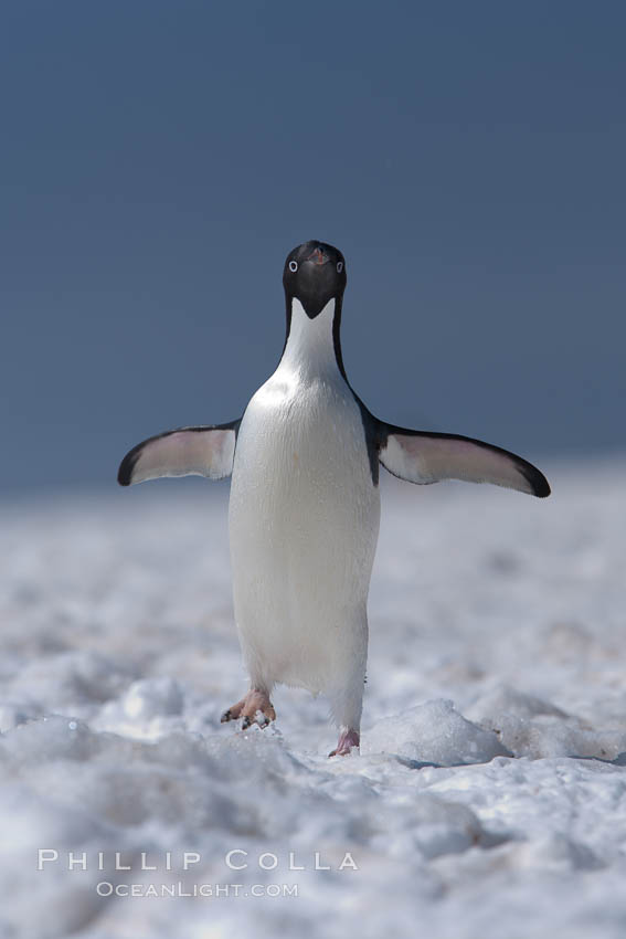 Adelie penguin walking on snow pack. Paulet Island, Antarctic Peninsula, Antarctica, Pygoscelis adeliae, natural history stock photograph, photo id 25166