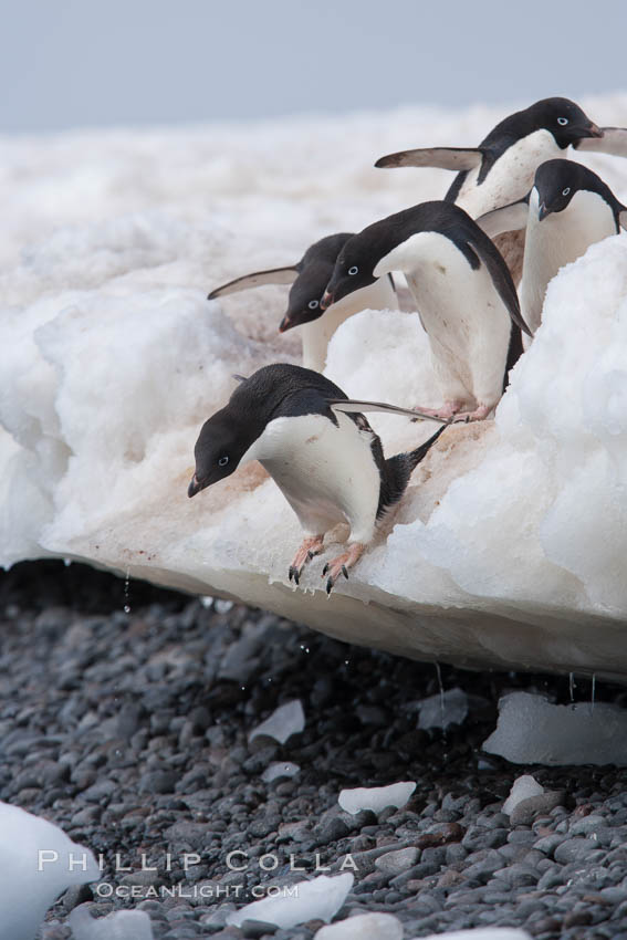 Adelie penguins navigate a steep dropoff, to get from their nests down to a rocky beach, in order to go to sea to forage for food. Paulet Island, Antarctic Peninsula, Antarctica, Pygoscelis adeliae, natural history stock photograph, photo id 25160