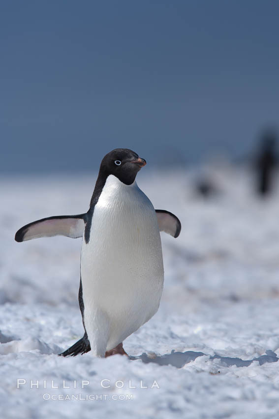 Adelie penguin walking on snow pack. Paulet Island, Antarctic Peninsula, Antarctica, Pygoscelis adeliae, natural history stock photograph, photo id 25164