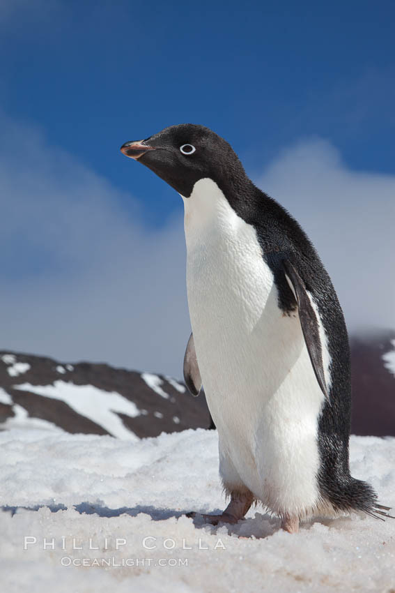 A curious Adelie penguin, standing on snow, inspects the photographer. Paulet Island, Antarctic Peninsula, Antarctica, Pygoscelis adeliae, natural history stock photograph, photo id 25147