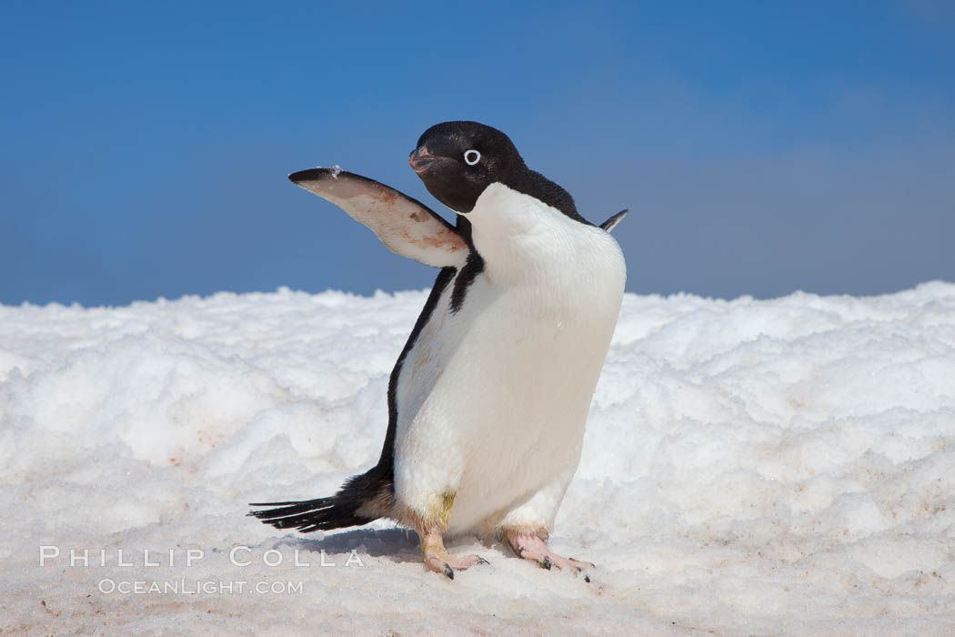 A cute, inquisitive Adelie penguin poses for a portrait while standing on snow. Paulet Island, Antarctic Peninsula, Antarctica, Pygoscelis adeliae, natural history stock photograph, photo id 25151