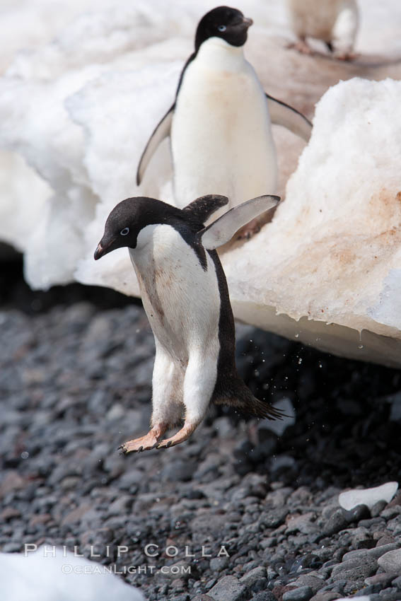 Adelie penguins navigate a steep dropoff, to get from their nests down to a rocky beach, in order to go to sea to forage for food. Paulet Island, Antarctic Peninsula, Antarctica, Pygoscelis adeliae, natural history stock photograph, photo id 25155