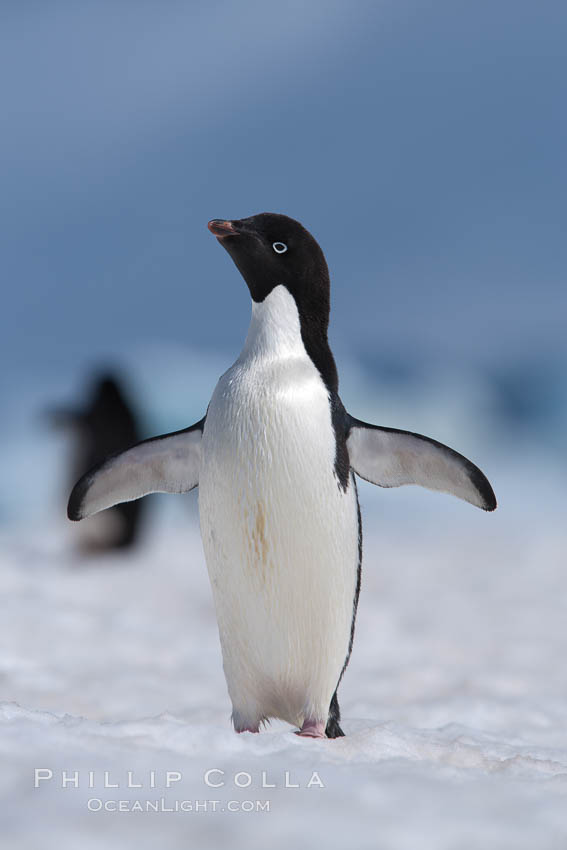 Adelie penguin walking on snow pack. Paulet Island, Antarctic Peninsula, Antarctica, Pygoscelis adeliae, natural history stock photograph, photo id 25163