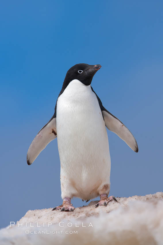 Adelie penguin. Paulet Island, Antarctic Peninsula, Antarctica, Pygoscelis adeliae, natural history stock photograph, photo id 25157