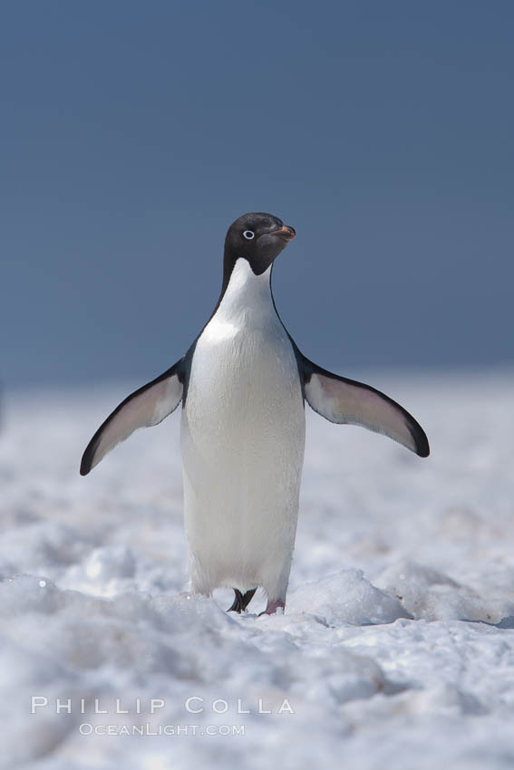 Adelie penguin walking on snow pack. Paulet Island, Antarctic Peninsula, Antarctica, Pygoscelis adeliae, natural history stock photograph, photo id 25165