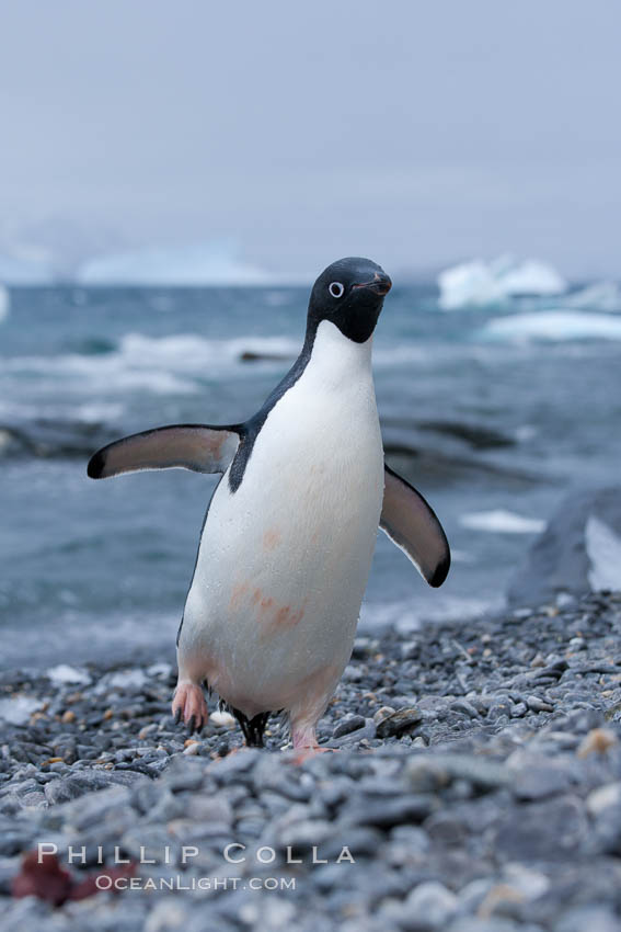 Adelie penguin on cobblestone beach, Shingle Cove. Coronation Island, South Orkney Islands, Southern Ocean, Pygoscelis adeliae, natural history stock photograph, photo id 25086