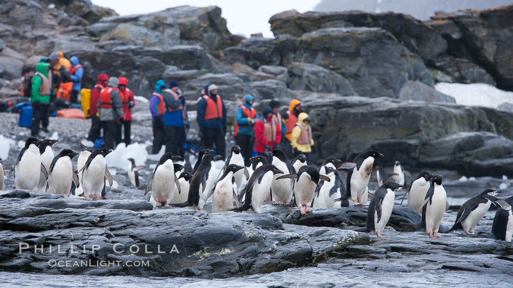 Adelie penguins, Shingle Cove, Coronation Island, South Orkney Islands. Southern Ocean, Pygoscelis adeliae, natural history stock photograph, photo id 25076