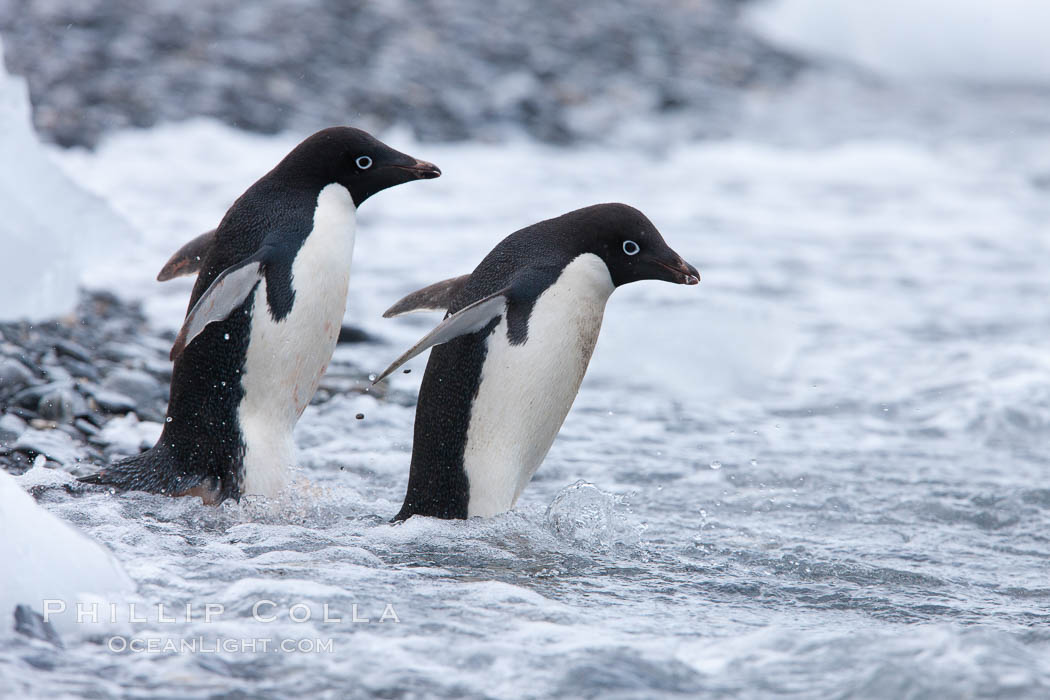 Adelie penguins, Shingle Cove, Coronation Island, South Orkney Islands. Southern Ocean, Pygoscelis adeliae, natural history stock photograph, photo id 25084