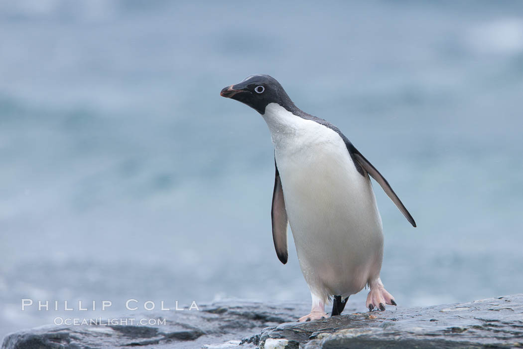 Adelie penguin, on rocky shore, leaving the ocean after foraging for food, Shingle Cove. Coronation Island, South Orkney Islands, Southern Ocean, Pygoscelis adeliae, natural history stock photograph, photo id 25183