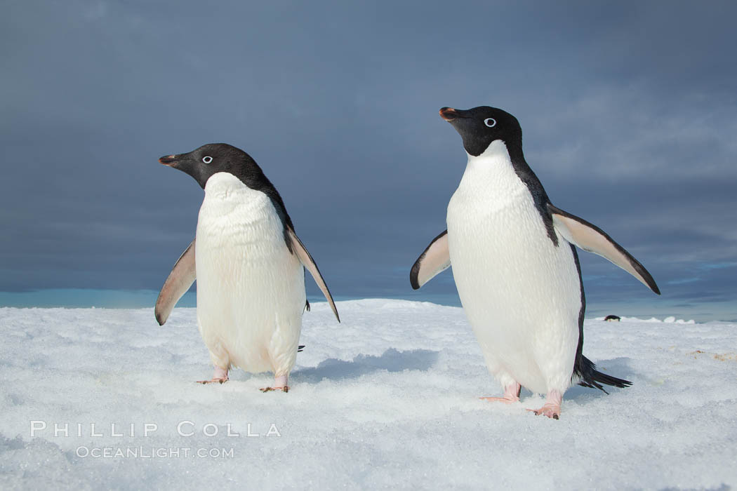 Adelie penguins. Paulet Island, Antarctic Peninsula, Antarctica, Pygoscelis adeliae, natural history stock photograph, photo id 26367