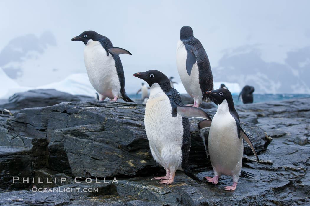 Adelie penguins, Shingle Cove, Coronation Island, South Orkney Islands. Southern Ocean, Pygoscelis adeliae, natural history stock photograph, photo id 25173