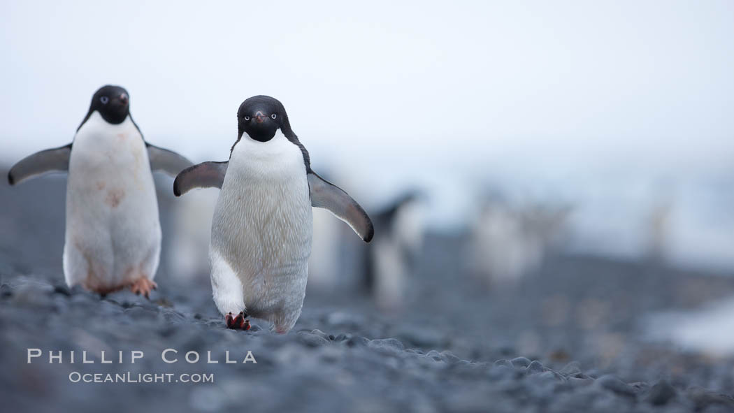 Adelie penguins walking on a stone beach. Brown Bluff, Antarctic Peninsula, Antarctica, Pygoscelis adeliae, natural history stock photograph, photo id 25012