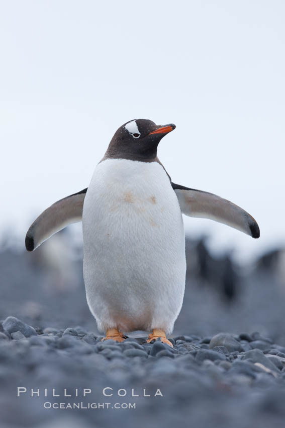 Adelie penguins walking on a stone beach. Brown Bluff, Antarctic Peninsula, Antarctica, Pygoscelis adeliae, natural history stock photograph, photo id 25040