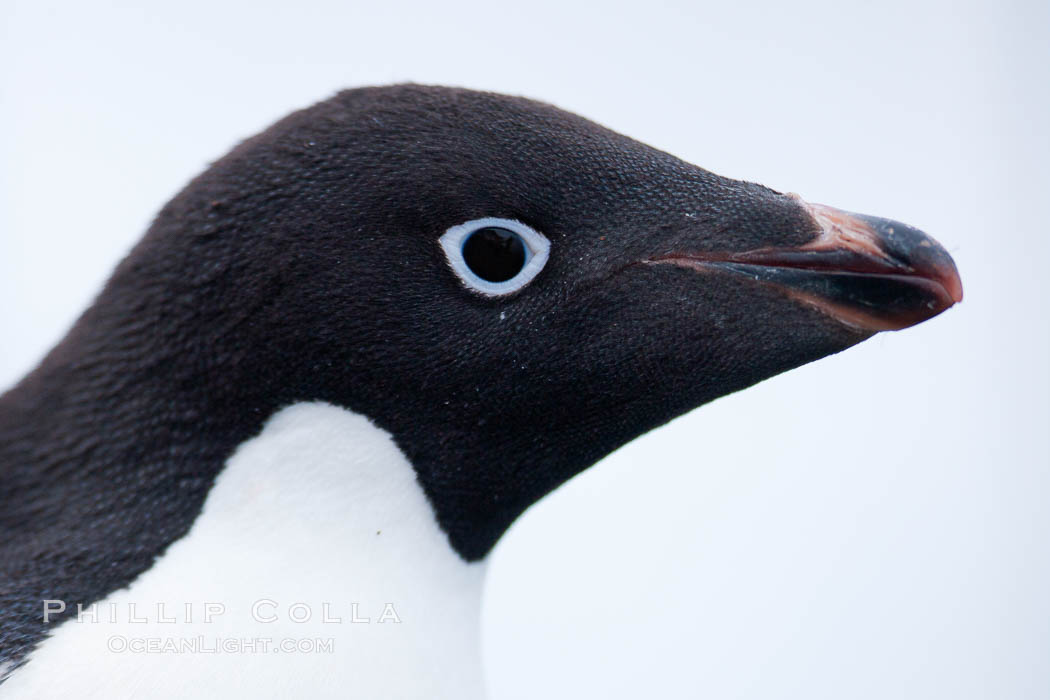 Adelie penguin, portrait showing beak and eye. Brown Bluff, Antarctic Peninsula, Antarctica, Pygoscelis adeliae, natural history stock photograph, photo id 25100
