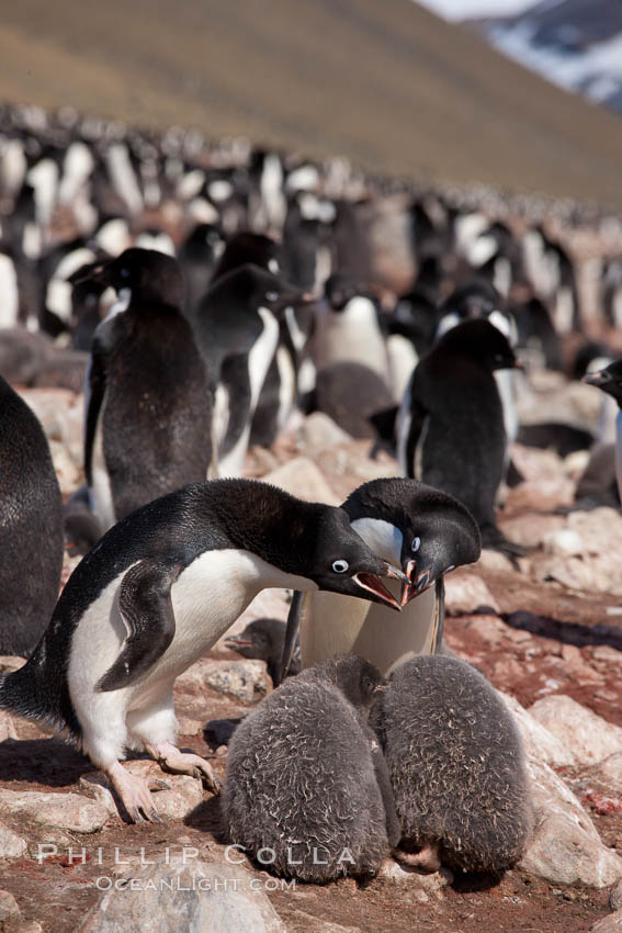 Adelie penguin, adults feeding chicks, part of the large nesting colony of penguins that resides along the lower slopes of Devil Island., Pygoscelis adeliae, natural history stock photograph, photo id 25106