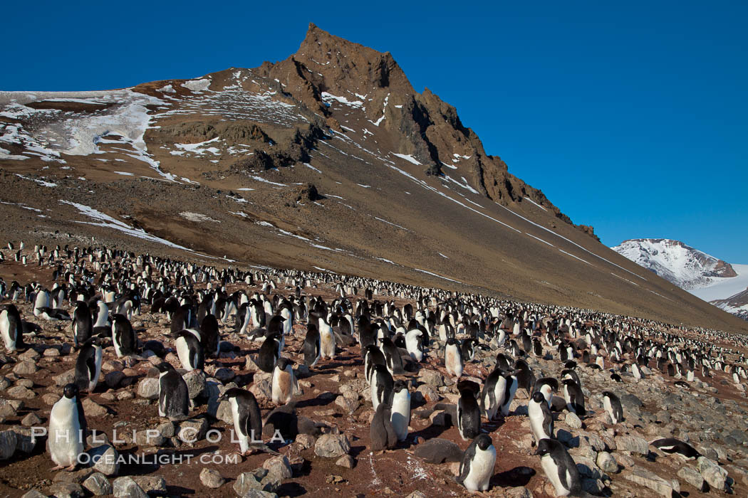 Adelie penguins at the nest, part of the large nesting colony of penguins that resides along the lower slopes of Devil Island. Antarctic Peninsula, Antarctica, Pygoscelis adeliae, natural history stock photograph, photo id 25110